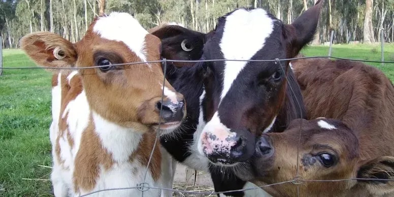 Mill-King Market & Creamery