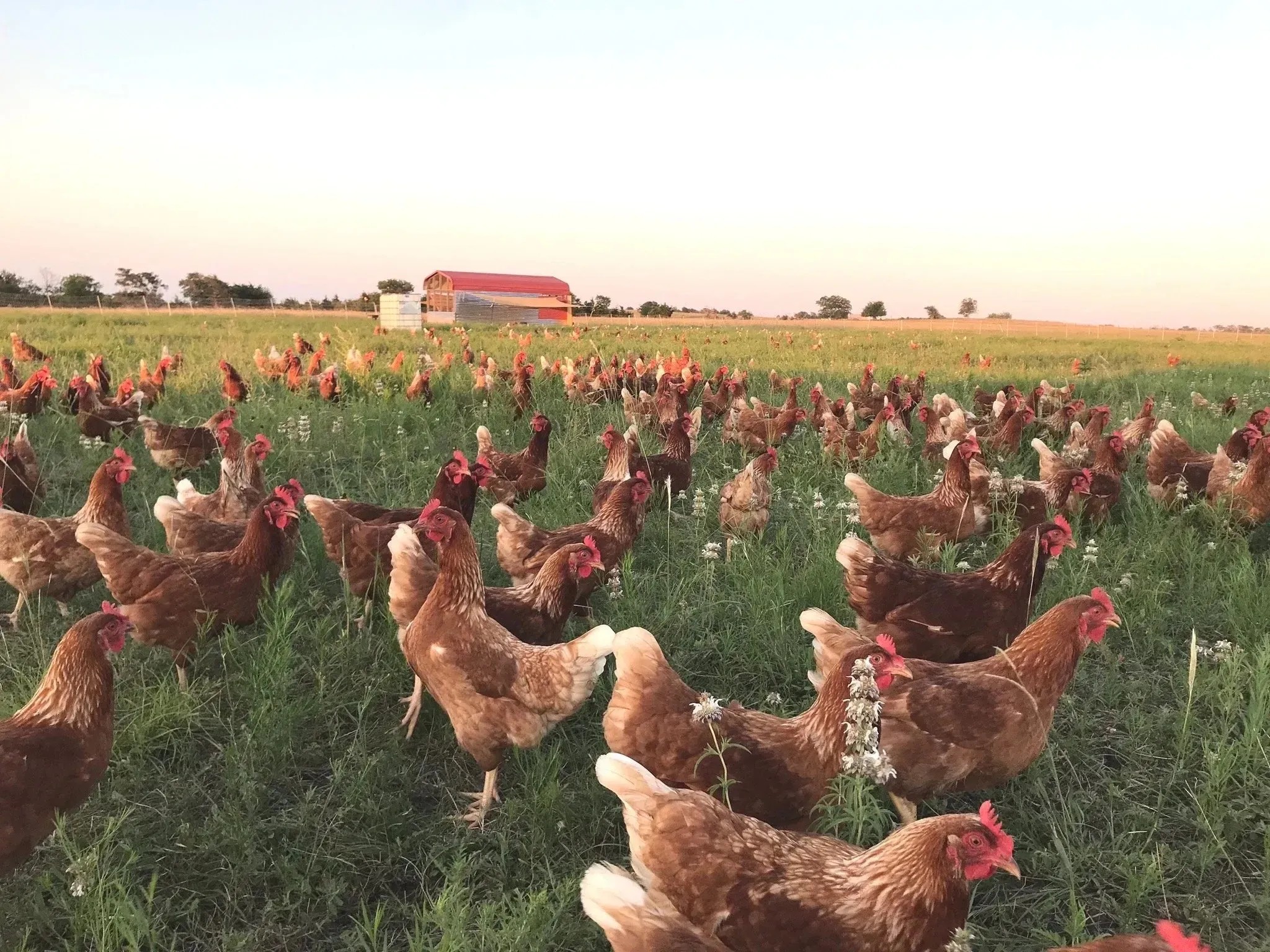 Shirttail Creek Farm