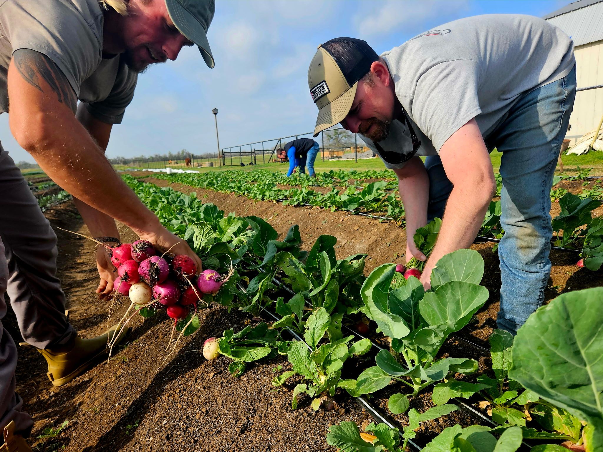 Simple Promise Farms
